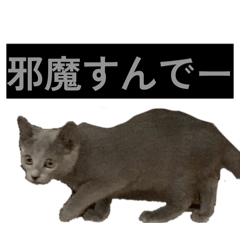 kota_20260627221627