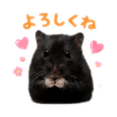 Oshiruko Hamster