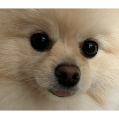utan_20260627233907