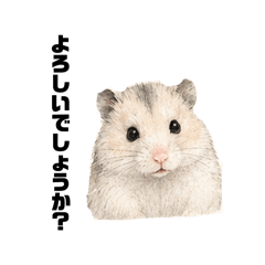 Moka, the Golden Hamster