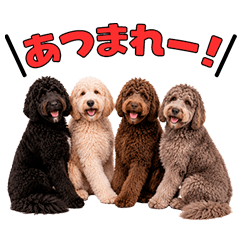 オーストラリアン・ラブラドゥードル☆