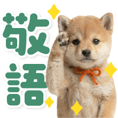 BIG! Gentle & Polite Baby Shiba Inu