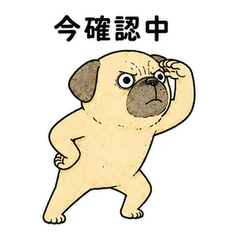 Reply Waiting Pug Dog