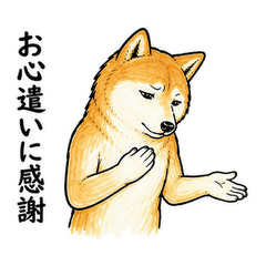 Casual Gratitude Shiba Inu