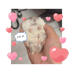 焦糖可愛日常