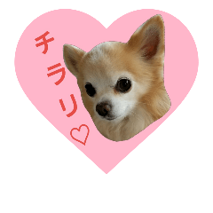 long coat Chihuahua stamps 2