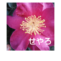 関西弁の美しい花たち