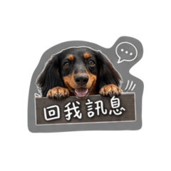 狗蛋-1
