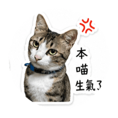咪咪豬阿呆妞妞胖胖