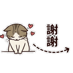 Cat JN