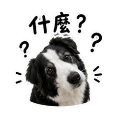 快樂小狗弟