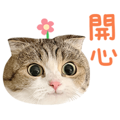 拉查花 - 歪歪問號貓 (繁中)