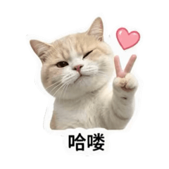 BM貓咪先生