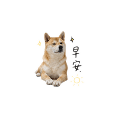 柴柴早安
