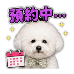 比熊妹妹～艾莉小助理為了服務