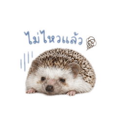 Mocha the hedgy