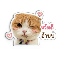 BilkiinIsACat