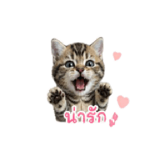 Cat_20260503133309
