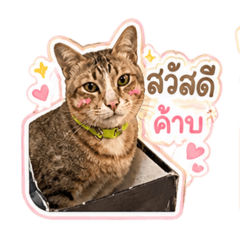 BowNi_20260503133333