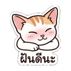 Hoshi Orange Cat