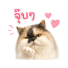 CoviCat