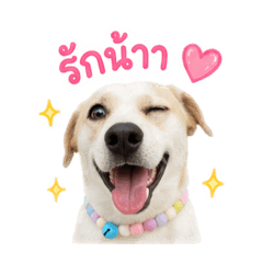Momo happy dog