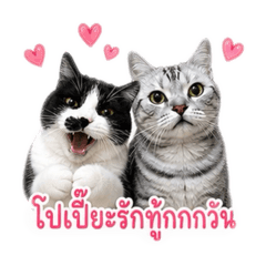 Somonaja_20260503140516