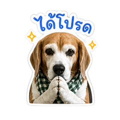 khaotom the beagle
