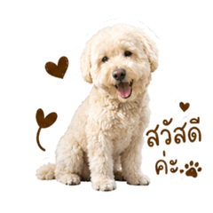 Hachikooo