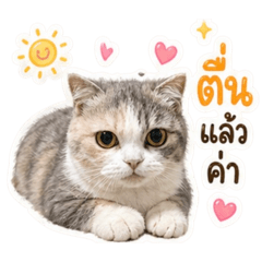 Look Mhee Meawwww