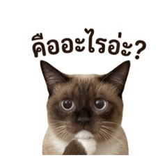 Bambam bamboo2