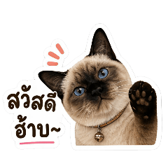 catmeowww