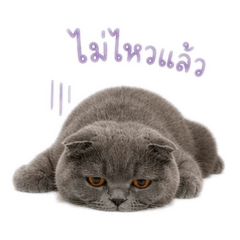 Meow..meowwww
