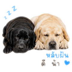 Nattavee_20260503151832