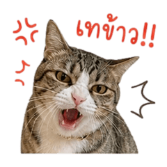 Cat_LuckyPepsiSasi