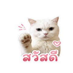 AungpaoMeow