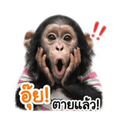 Lisa the chimpanzee