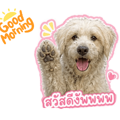 shiko_20260503155742