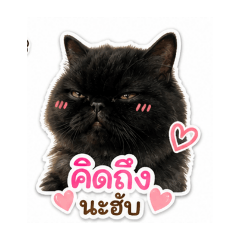 Mossy_20260503160226