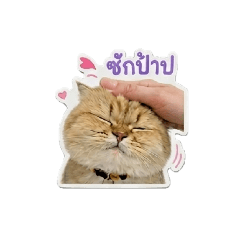 Little Demi cat