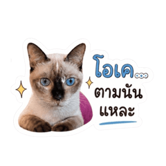 Three Naughty Cats Vol.1