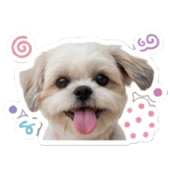 Long-er The Shih Tzu