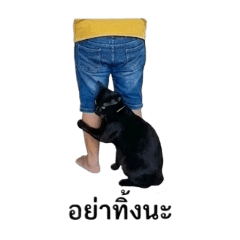 Woyway The black cat