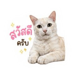 Eclair the wild cat