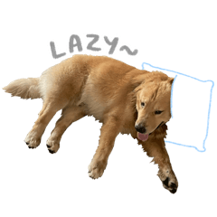 kidbutbigdog
