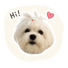 SUZY new sticker