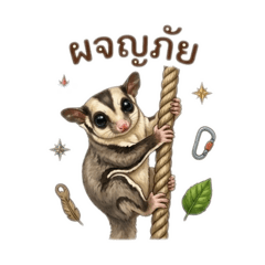 Cute fluffy sugar glider