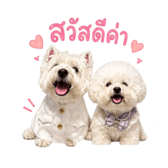 Westie & Bichon (Bruno & Bene) #1