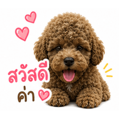 Doji toy poodle