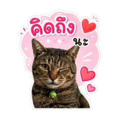 Namchok catcat
